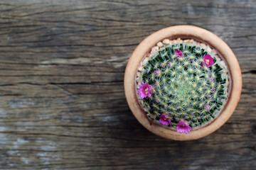 Pink cactus flowers on Vintage Wood Background Textured
