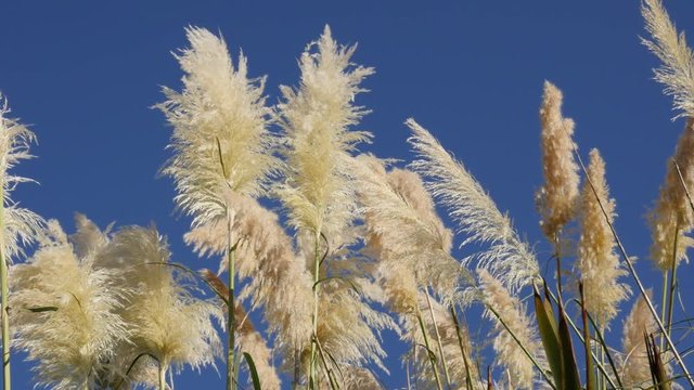 Zen relaxing pampa grass inflorescences against blue sky slow motion 1920X1080 HD video - Cortaderia selloana flowering and decorative plants slow moving on the wind slow-mo 1080p FullHD footage 