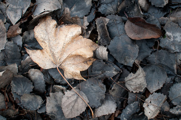 Autumn leaf