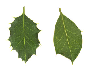 Diversity in nature. Holly leaves, prickly and smooth. Methylation.