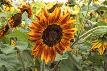 Beautiful, unusual red and yellow sunflower in field