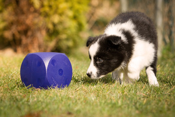 Hund Border Collie Welpe beim Spielen, Welpenerziehung