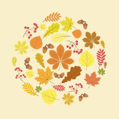 Autumn leaves, rowan berries and acorns on a beige background. 