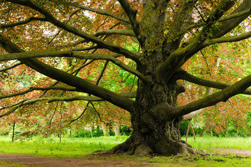 Mighty Copper Beech Tree