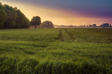 Meadow full of grass at dawn. Masuria, Poland. May landscape.