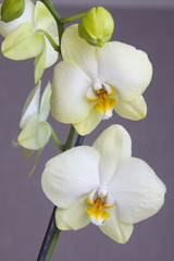 Fototapeta na wymiar Two orchid flowers