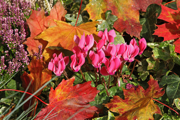 Massif de fleurs automnales