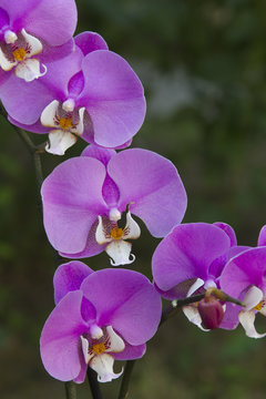 Fototapeta pink phalenopsis orchid "Luxor"