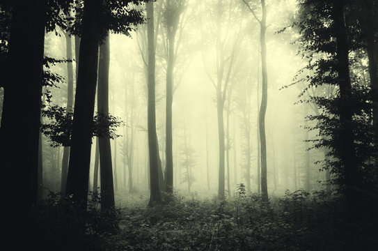 woods in fog background