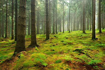 Spruce Tree Forest, Sunbeams through Fog illuminating Moss and Fern Covered Forest Floor, Creating a Mystic Atmosphere