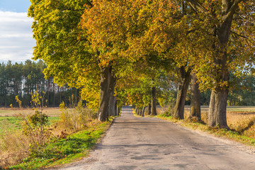 Beautiful romantic autumn alley colorful trees and sunlight

