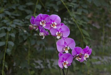 pink flowers of phalaenopsis orchid