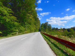 Asphalt road in deciduous forest