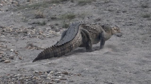 Crocodile in Chitwan National Park.