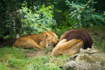 Naklejka premium Lew i Lwica