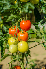 Tomatoes ripening on the branch.