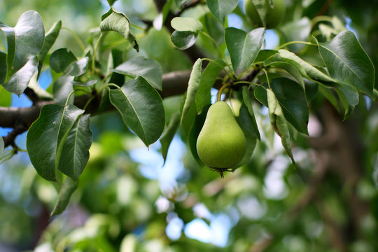 little green pears on the branches