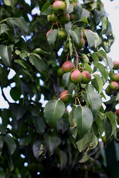little green pears on the branches