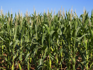 Cornfield