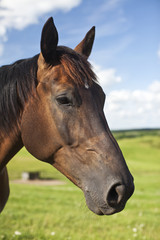 Fototapeta premium Horse Pose