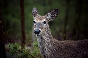 Deer in the Wild
