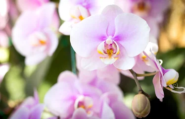 Photo sur Plexiglas Orchidée Fleur d& 39 orchidée phalaenopsis pourpre