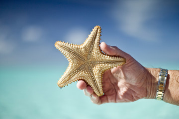 Fototapeta na wymiar Holding starfish