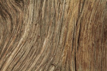 Tree Texture Background