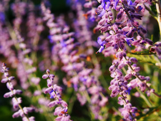 Perovskia atriplicifolia 'Blue Spire' - Russian sage