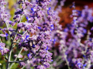 Perovskia atriplicifolia 'Blue Spire' - Russian sage