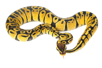 ball python on white background
