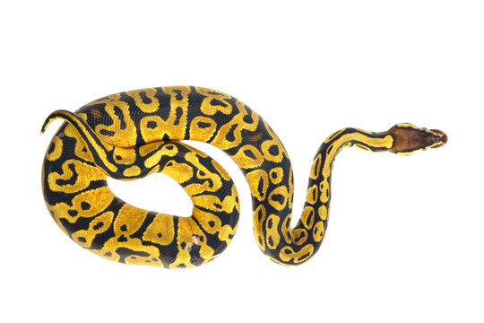 ball python on white background