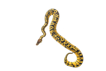 ball python on white background