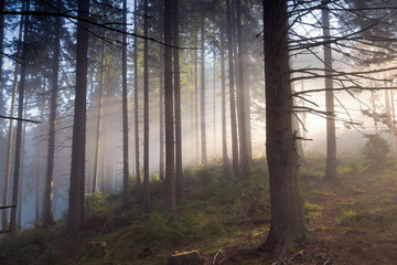 Obraz premium Beautiful landscape of a foggy forest, at sunrise