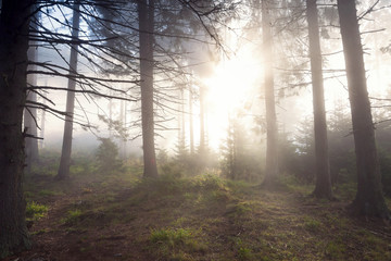 Fototapeta na wymiar Beautiful landscape of a foggy forest, at sunrise