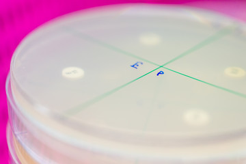 Close-up detail of an agar plate used for antibiotic susceptibility testing for bacteria such as Escherichia coli or Staphylococcus aureus