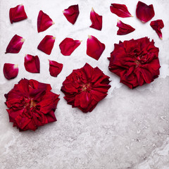 Big red rose flowers with rose petals  on marble surface