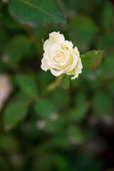 Close-up detail of a small white rose blooming on a background of green leaves. Valentine's day concept.
