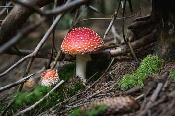 Two toadstools in the autumn wood