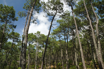 Forêt de pins à Contis