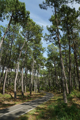 Alignement de pins des Landes à Contis