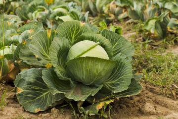 Fresh cabbage harvest