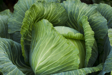 Fototapeta premium Fresh cabbage harvest