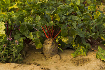Fresh beet harvest