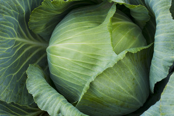 Fresh cabbage harvest