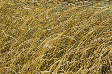 Yellow autumn grass