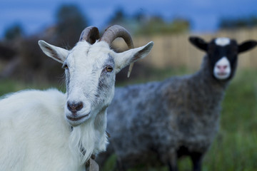 Obraz premium White and gray goat sheep