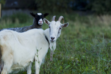 Fototapeta premium White and gray goat sheep