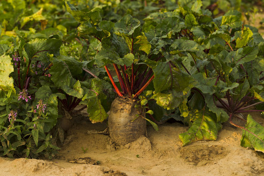 Fresh beet harvest