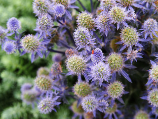 Eryngium 'Tiny Jackpot' - eryngo, dwarf sea holly